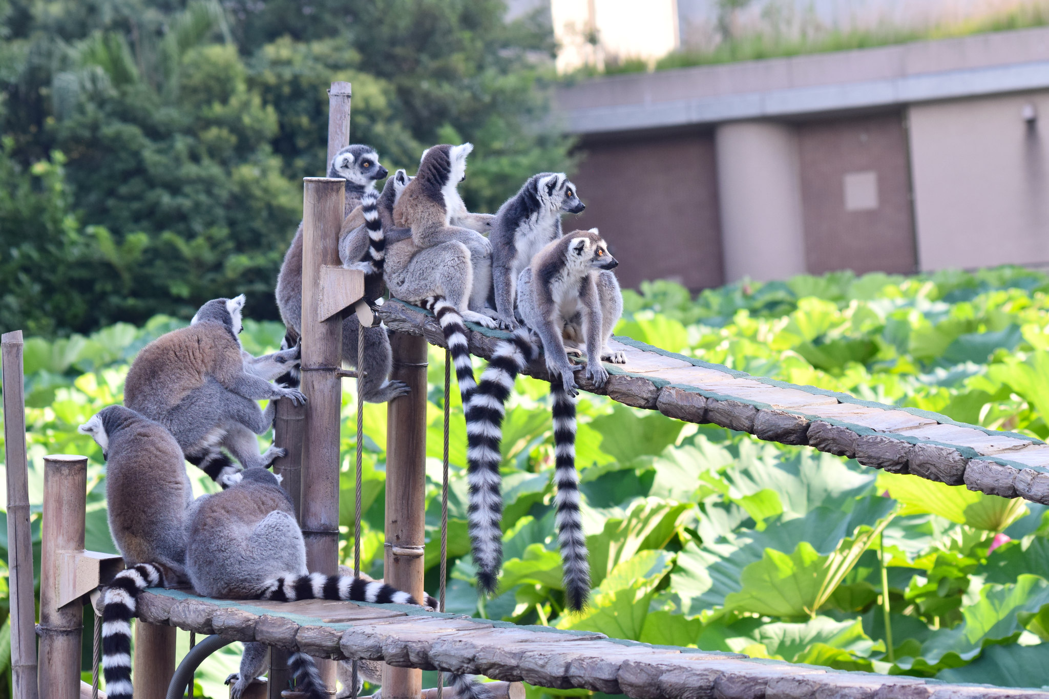 Zoo d’Ueno Zoo d’Ueno
